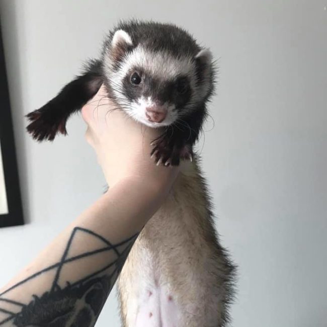 58684832_2369062269996586_8412536108914573312_n