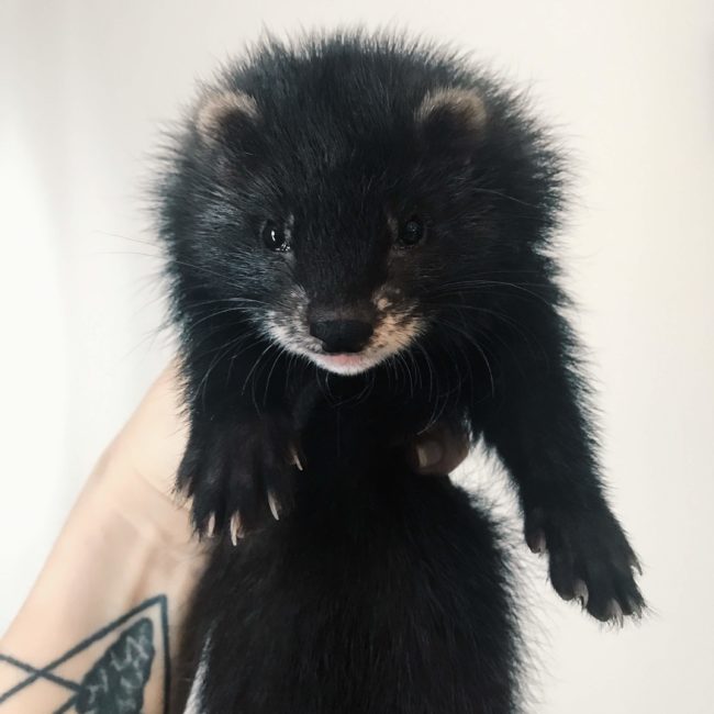 Monochrome's Dark Sapphire Surku