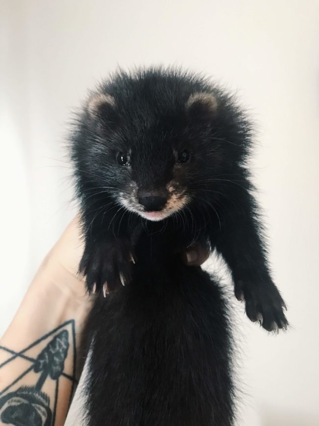 Monochrome's Dark Sapphire Surku