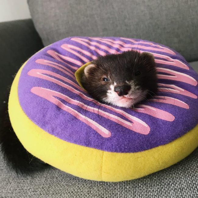 Kasvatusfretti Sab'fufus Pêche Surma