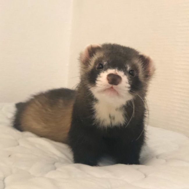 Kasvatusfretti MMF's Zircon Rambo