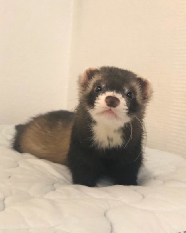 Kasvatusfretti MMF's Zircon Rambo